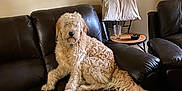 Whiskey is registered to the contest to win money with this photo: ashtray, beige_wall, blanket, brown, chair, cozy, curly_fur, dog, domestic, furniture, glass, home, indoor, leather_couch, living_room, pet, relaxed, seated, table, tail