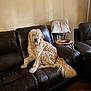 ashtray, beige_wall, blanket, brown, chair, cozy, curly_fur, dog, domestic, furniture, glass, home, indoor, leather_couch, living_room, pet, relaxed, seated, table, tail