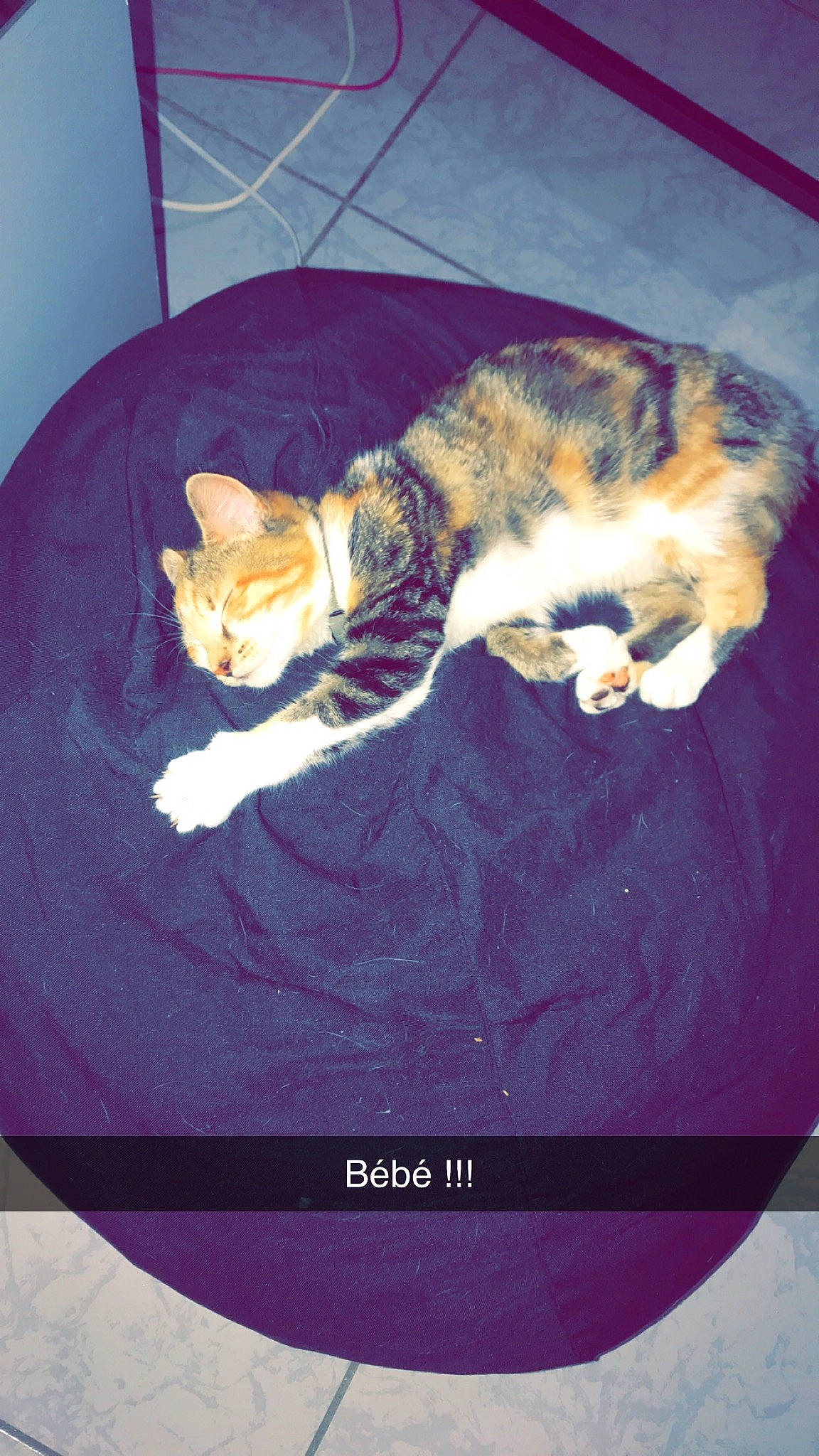 Rustine participe au concours pour gagner de l'argent avec cette photo : carnivore, cat, cat_supply, claw, comfort, domestic_short_haired_cat, felidae, fur, lap, mammal, nap, paw, photo_caption, sleep, small_to_medium_sized_cats, tail, vertebrate, whiskers