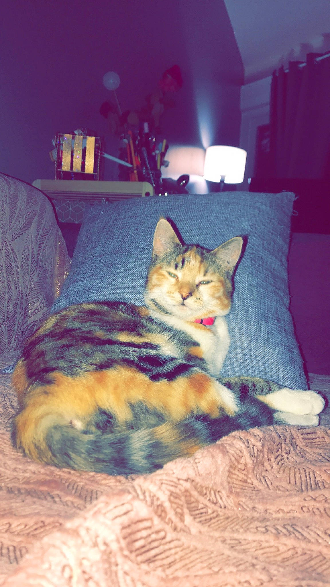 Rustine participe au concours pour gagner de l'argent avec cette photo : bed, bedding, carnivore, cat, cloud, comfort, couch, domestic_short_haired_cat, fawn, felidae, flooring, fur, lamp, linens, room, sky, small_to_medium_sized_cats, tail, whiskers, wood