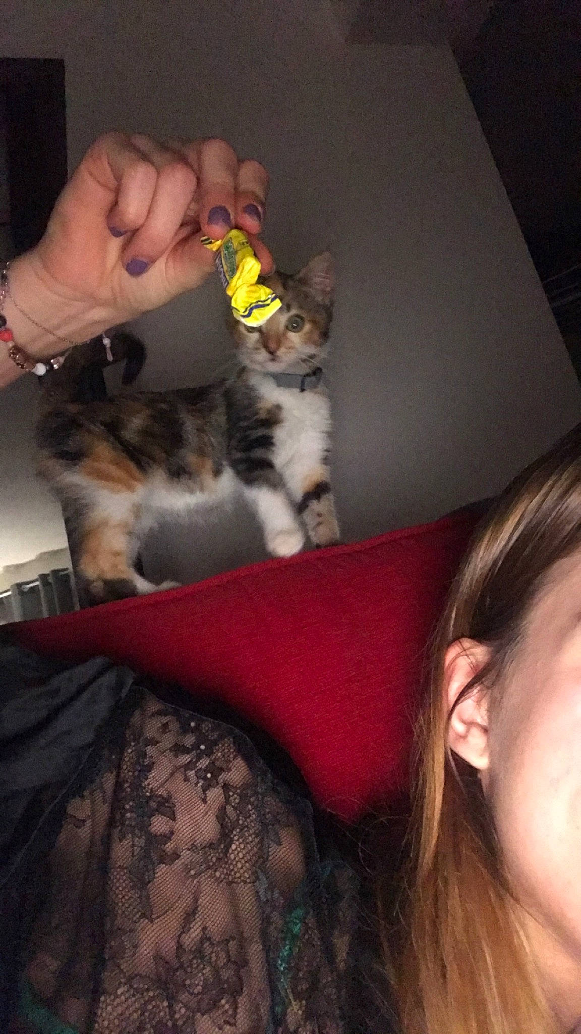 Rustine a rejoint le concours — aidez-le/la à gagner de superbes lots ! carnivore, cat, comfort, companion_dog, couch, domestic_short_haired_cat, ear, eyelash, felidae, finger, fur, gesture, hand, human_leg, lap, nail, small_to_medium_sized_cats, tail, thigh, whiskers