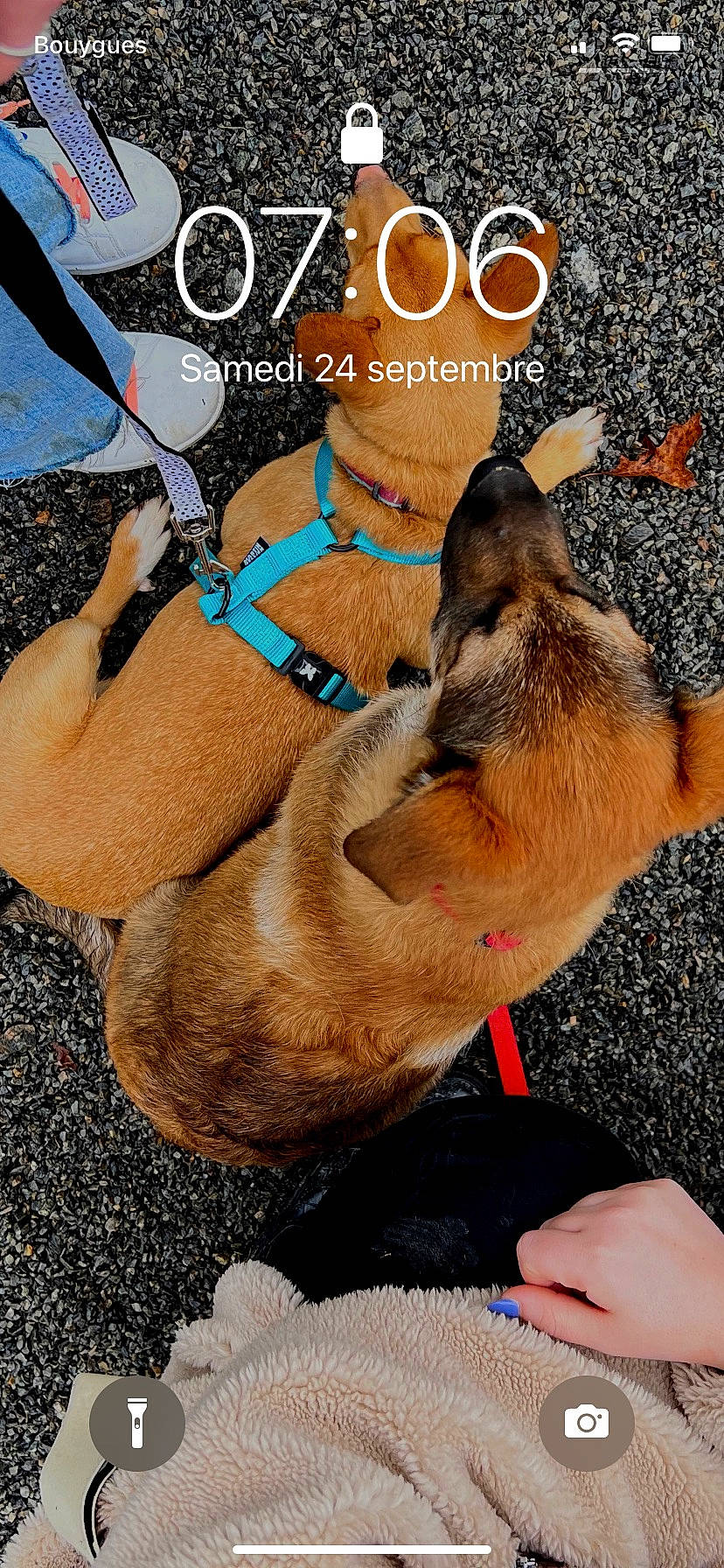 Raven participe au concours pour gagner de l'argent avec cette photo : carnivore, collar, companion_dog, dog, dog_breed, dog_collar, dog_supply, electric_blue, fawn, font, foot, fur, gesture, leash, paw, pet_supply, photo_caption, snout, sporting_group, working_animal