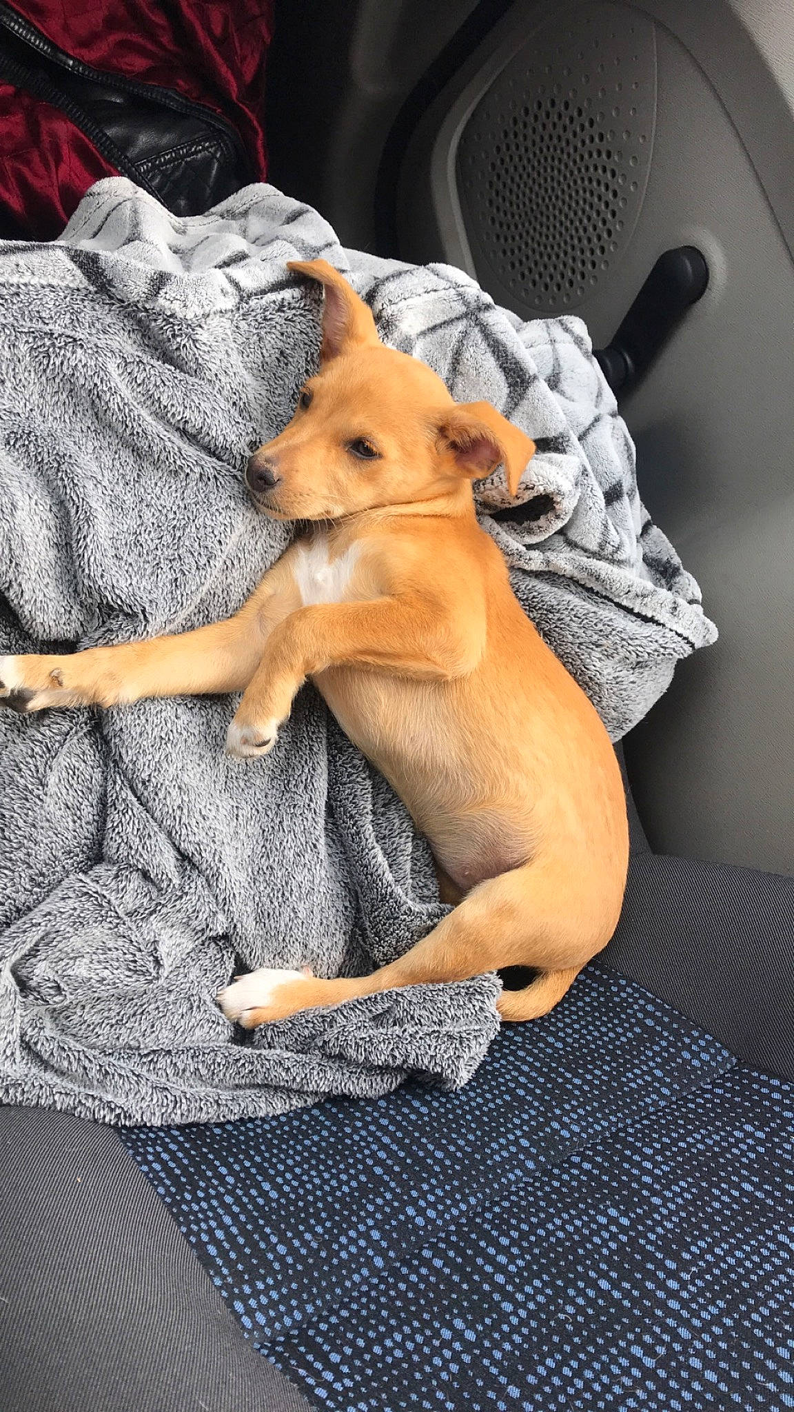 Raven a rejoint le concours — aidez-le/la à gagner de superbes lots ! canidae, carnivore, carolina_dog, chihuahua, dog, dog_breed, fawn, feist, italian_greyhound, lurcher, miniature_pinscher, non_sporting_group, puppy, rhodesian_ridgeback, toy_dog, whippet