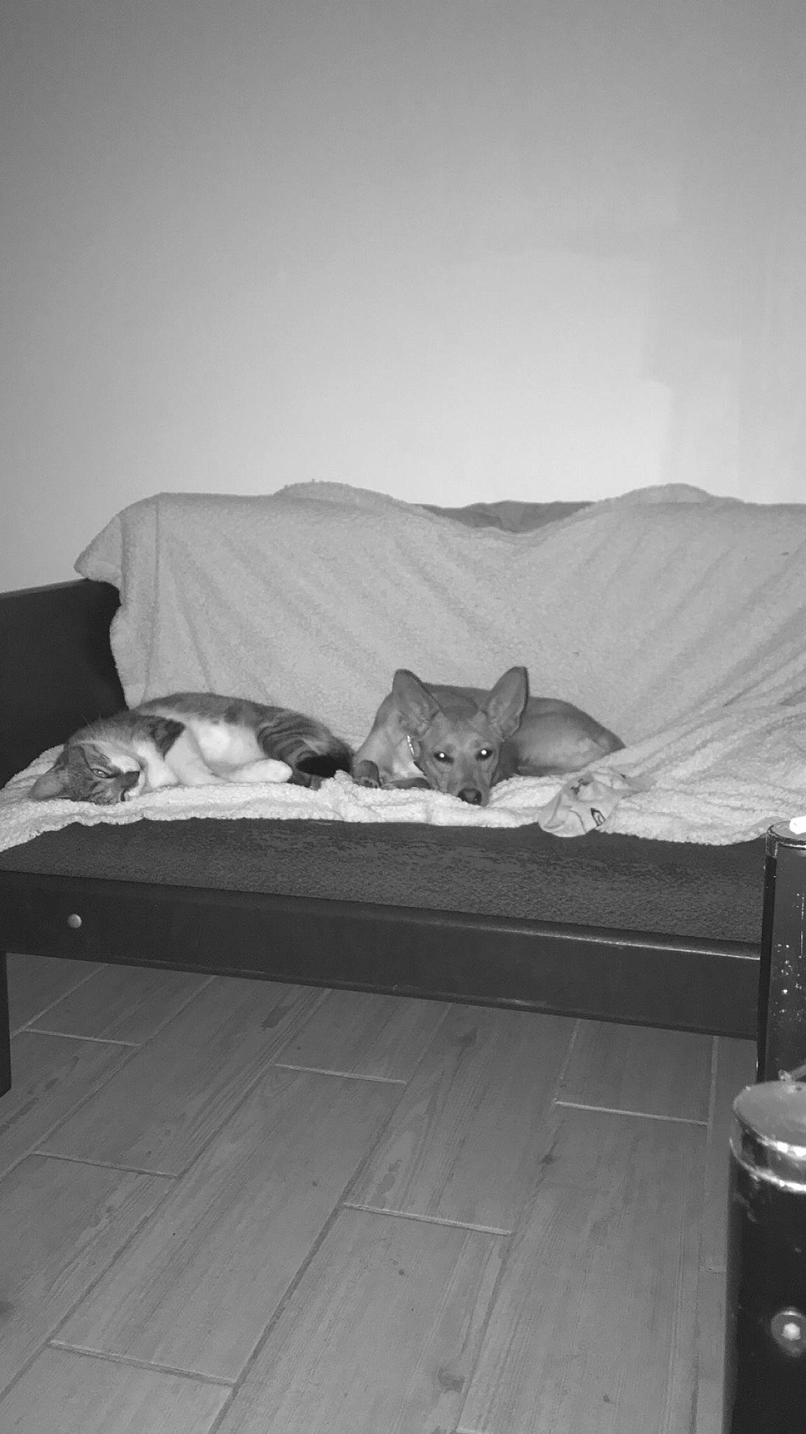 Raven a rejoint le concours — aidez-le/la à gagner de superbes lots ! bed, bedroom, black_and_white, carnivore, cat, comfort, fawn, felidae, furniture, kitten, mattress, room, small_to_medium_sized_cats, whiskers