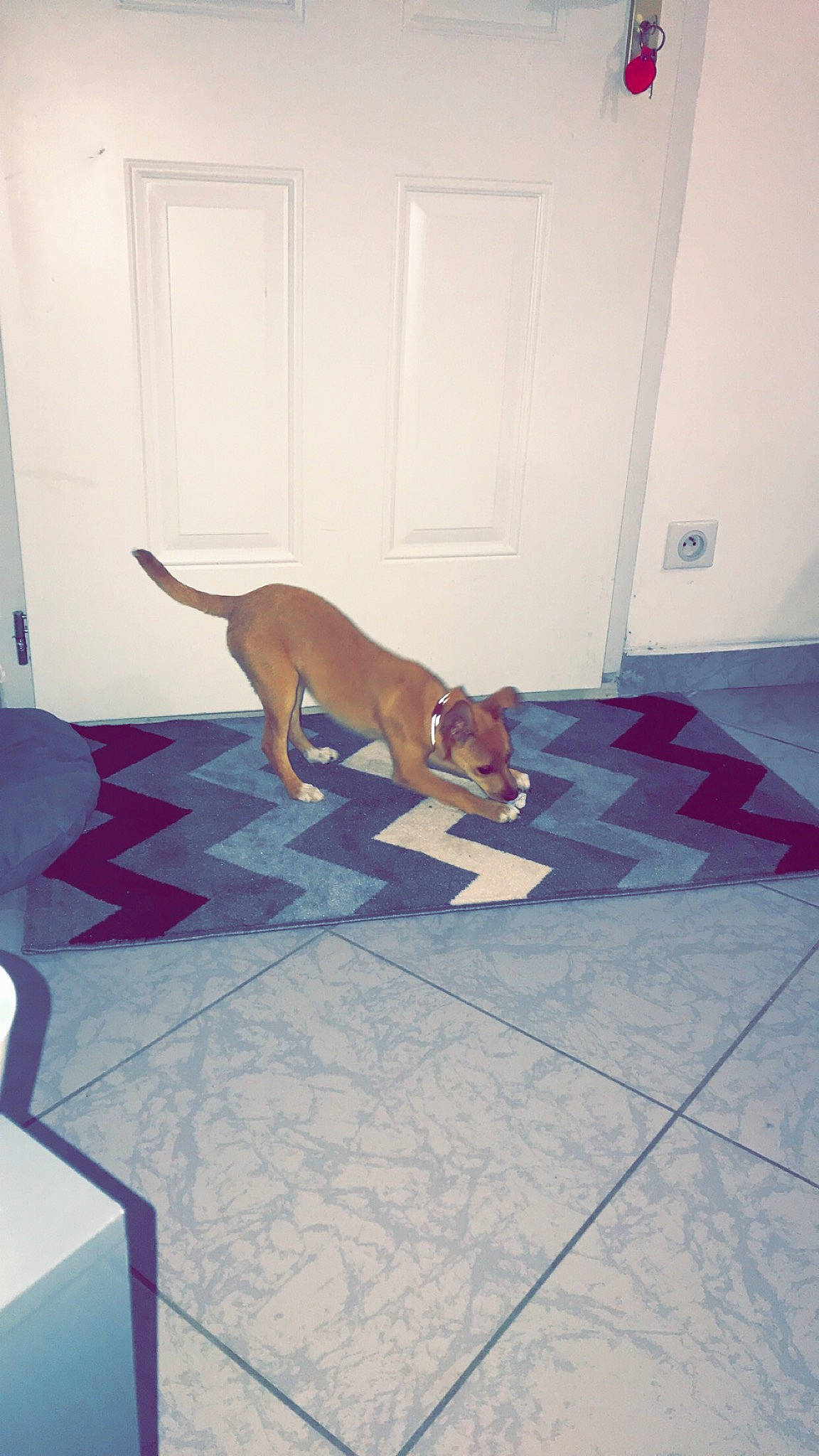 Raven participe au concours pour gagner de l'argent avec cette photo : boxer, canidae, carnivore, dog, dog_breed, fawn, floor, flooring, italian_greyhound, tail, tile, vizsla