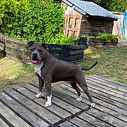 Paco participe au concours pour gagner de l'argent avec cette photo : dog, pitbull, outdoor, garden, wooden_planks, shed, greenery, grass, sunlight, happy, pet, canine, animal, tongue_out, standing, yard, nature, summer, fence, playful