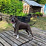 dog, pitbull, outdoor, garden, wooden_planks, shed, greenery, grass, sunlight, happy, pet, canine, animal, tongue_out, standing, yard, nature, summer, fence, playful