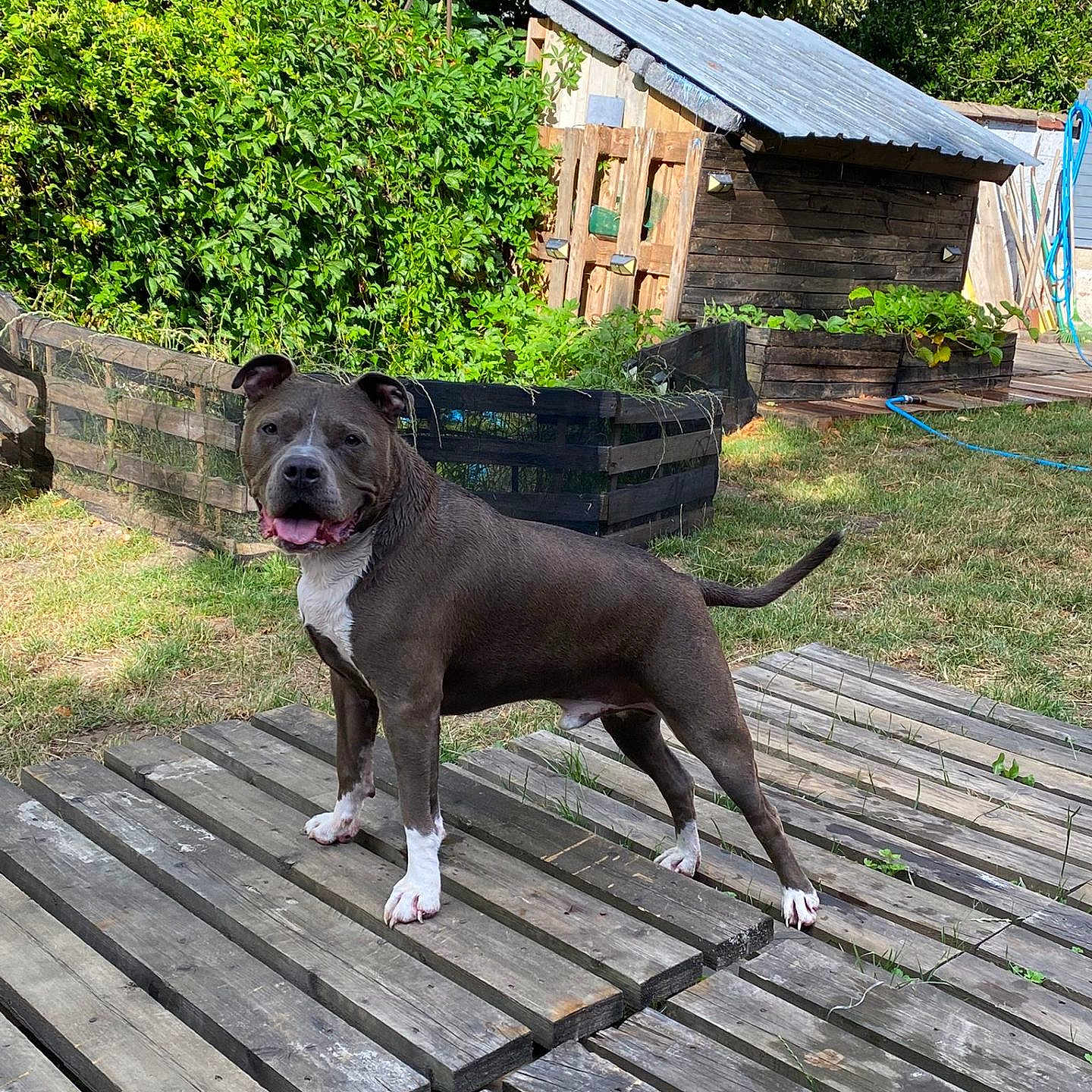 Paco participe au concours pour gagner de l'argent avec cette photo : animal, canine, dog, fence, garden, grass, greenery, happy, nature, outdoor, pet, pitbull, playful, shed, standing, summer, sunlight, tongue_out, wooden_planks, yard