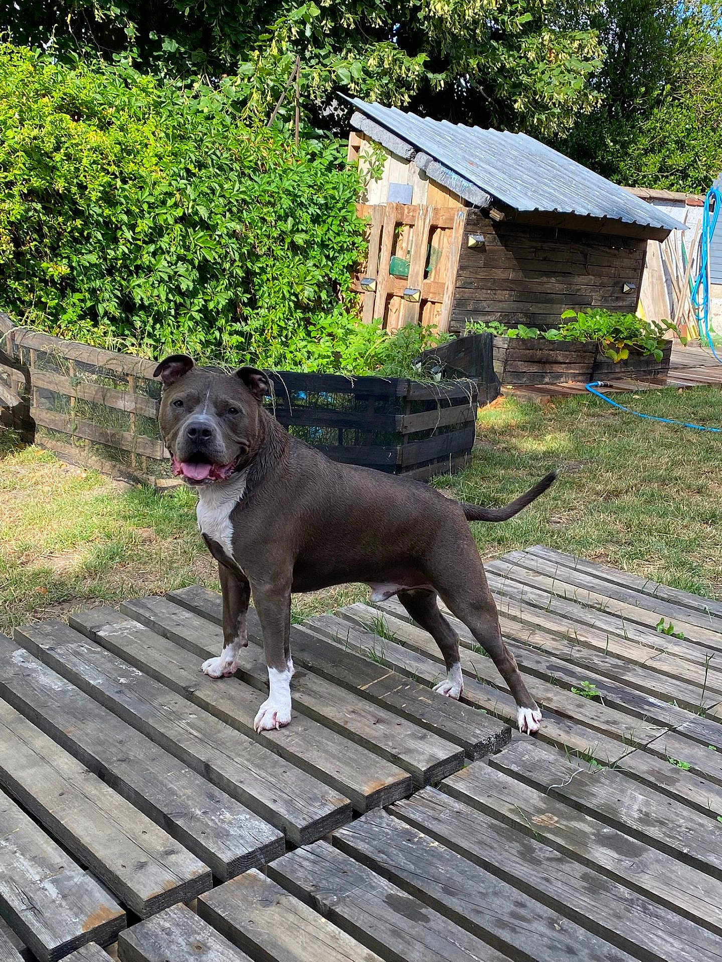 Paco