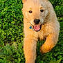 dog, puppy, golden_fur, grass, clover, outdoor, running, happy, tongue_out, fur, pet, playful, collar, closeup, portrait, movement, greenery, nature, smile, paw