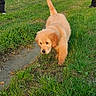 Aribo a rejoint le concours — aidez-le/la à gagner de superbes lots ! animal, closeup, cute, dog, exploring, field, fur, golden_retriever, grass, green, mud, nature, outdoor, paws, person_legs, pet, puppy, sunlight, tail, walking