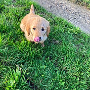Aribo a rejoint le concours — aidez-le/la à gagner de superbes lots ! animal, cute, dog, eyes, fur, golden_retriever, grass, green, nature, outdoor, path, pet, playful, portrait, puppy, sitting, snout, sunlight, tongue, young