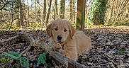 Aribo participe au concours pour gagner de l'argent avec cette photo : cute, dog, forest, golden_retriever, ground, ivy, leaf_litter, leaves, nature, outdoor, playful, portrait, puppy, rope, stick, sunlight, tree, trunk, woods, young_dog