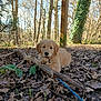 Aribo participe au concours pour gagner de l'argent avec cette photo : dog, puppy, golden_retriever, stick, forest, leaves, woods, outdoor, nature, cute, young_dog, playful, ground, tree, sunlight, ivy, trunk, leaf_litter, rope, portrait