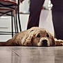 Aribo a rejoint le concours — aidez-le/la à gagner de superbes lots ! dog, puppy, golden_retriever, pet, indoor, lying_down, floor, tile_floor, close_up, portrait, shallow_depth_of_field, bokeh, adorable, furry, whiskers, collar, eyes, cute, domestic_animal, relaxed
