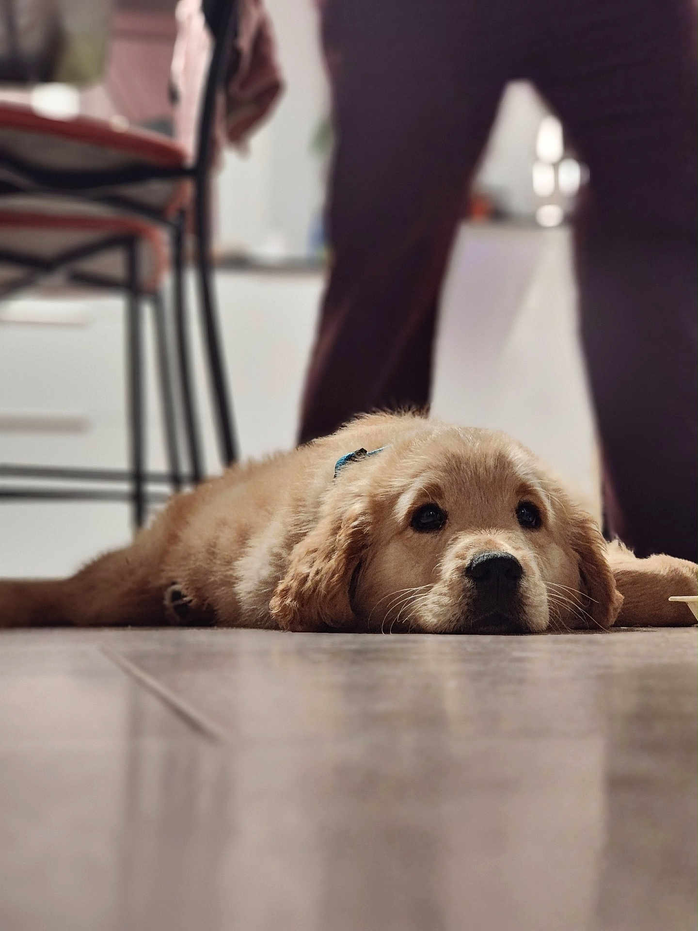 Aribo a rejoint le concours — aidez-le/la à gagner de superbes lots ! dog, puppy, golden_retriever, pet, indoor, lying_down, floor, tile_floor, close_up, portrait, shallow_depth_of_field, bokeh, adorable, furry, whiskers, collar, eyes, cute, domestic_animal, relaxed