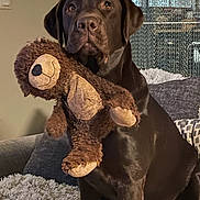Tia a rejoint le concours — aidez-le/la à gagner de superbes lots ! dog, labrador, chocolate, stuffed_toy, teddy_bear, indoor, couch, pet, animal, brown, fur, cute, cozy, home, soft, sitting, toy, companion, relaxed, domestic