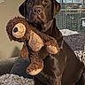 animal, brown, chocolate, companion, couch, cozy, cute, dog, domestic, fur, home, indoor, labrador, pet, relaxed, sitting, soft, stuffed_toy, teddy_bear, toy