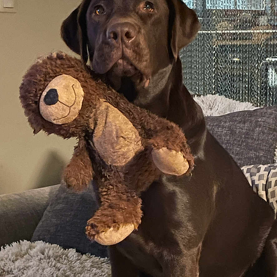 Tia