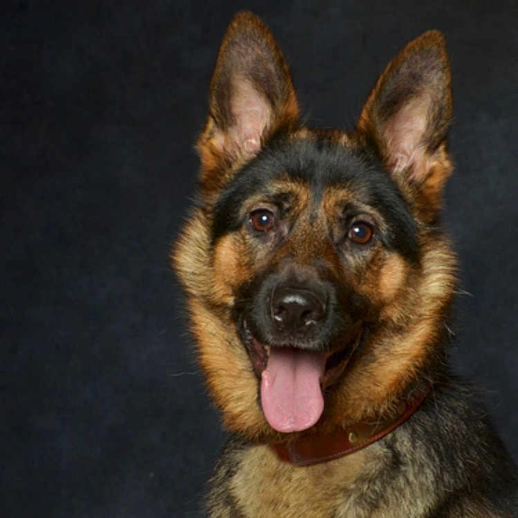 Tawny participe au concours pour gagner de l'argent avec cette photo : animal, canine, dog, germanshepherd, pet, policedog, puppy, snout