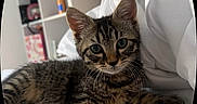 Ulyana a rejoint le concours — aidez-le/la à gagner de superbes lots ! kitten, cat, tabby, pet, animal, fur, whiskers, bed, white_bed, indoor, shelf, blurred_background, close_up, cute, young_cat, feline, resting, eyes, ears, home