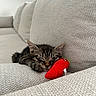 Ulyana participe au concours pour gagner de l'argent avec cette photo : kitten, cat, sleeping, couch, plush_toy, red_toy, tabby, indoor, cozy, pet, animal, feline, resting, closeup, texture, fabric, soft_light, cute, small, relaxation