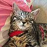 Ulyana a rejoint le concours — aidez-le/la à gagner de superbes lots ! cat, kitten, tabby, sleeping, red_harness, couch, pillow, pink, white, polka_dots, feline, pet, cozy, resting, indoor, fur, whiskers, closeup, cute, relaxed