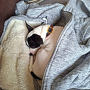 Aika participe au concours pour gagner de l'argent avec cette photo : dog, sleeping, hoodie, blanket, couch, pillow, cozy, resting, indoor, pet, white, black, fur, collar, zipper, fabric, textile, comfort, relaxation, home
