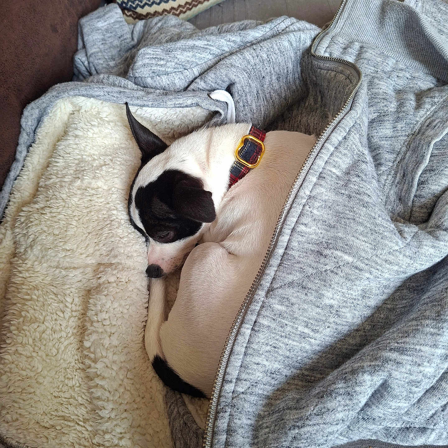 Aika participe au concours pour gagner de l'argent avec cette photo : dog, sleeping, hoodie, blanket, couch, pillow, cozy, resting, indoor, pet, white, black, fur, collar, zipper, fabric, textile, comfort, relaxation, home