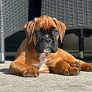 Achille participe au concours pour gagner de l'argent avec cette photo : puppy, dog, brown, black_snout, lying_down, outdoor, sunlight, patio, paws, cute, pet, young_dog, furniture, woven_chair, relaxing, canine, animal, closeup, daylight, adorable