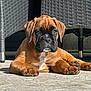 puppy, dog, brown, black_snout, lying_down, outdoor, sunlight, patio, paws, cute, pet, young_dog, furniture, woven_chair, relaxing, canine, animal, closeup, daylight, adorable