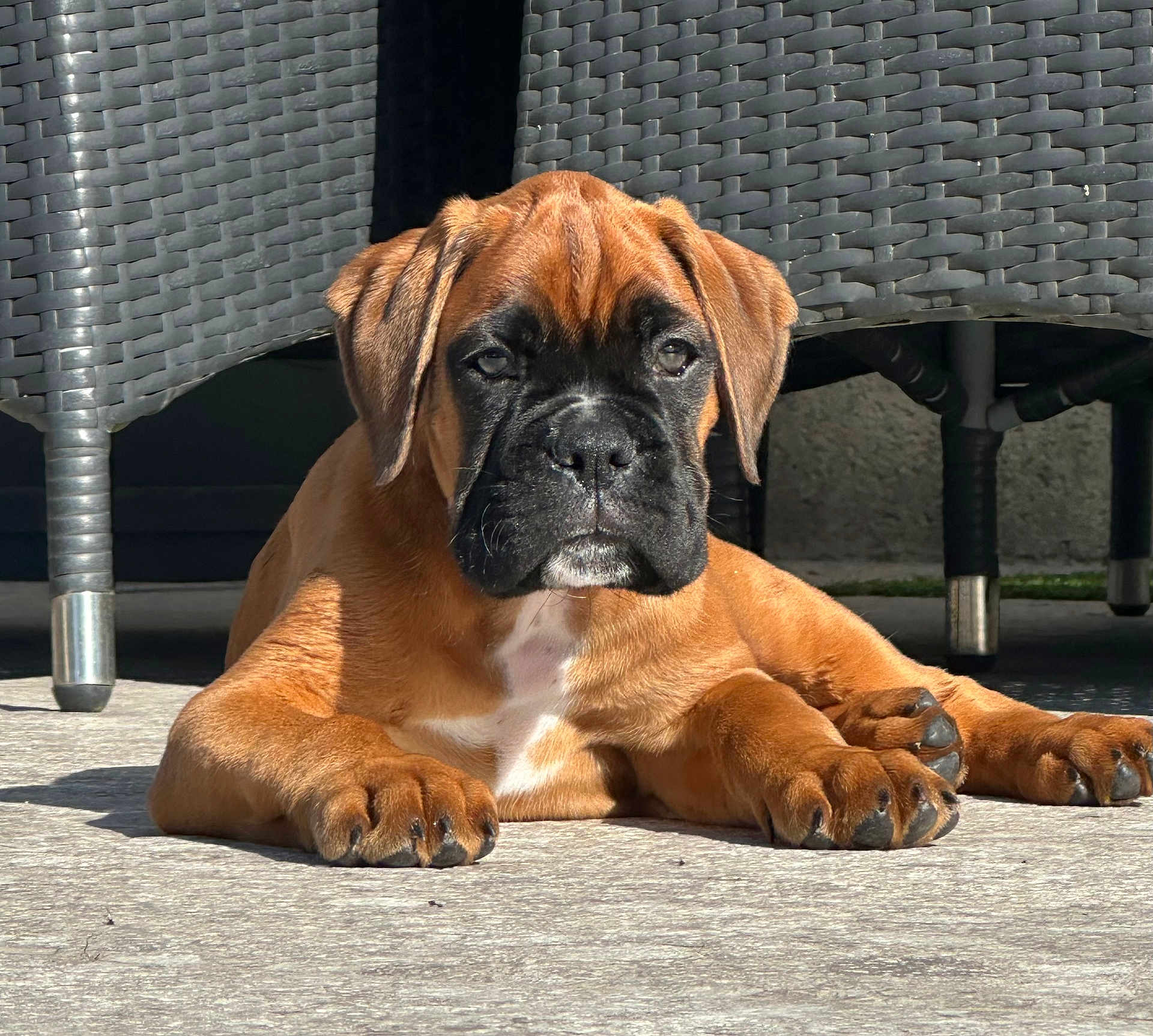 Achille