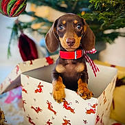 Colette participe au concours pour gagner de l'argent avec cette photo : puppy, dog, dachshund, gift_box, christmas_tree, ornament, red_collar, holiday, decorations, cute, pet, indoor, festive, wrapped_gift, animal, young_dog, holiday_season, christmas, present, box