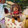 puppy, dog, dachshund, gift_box, christmas_tree, ornament, red_collar, holiday, decorations, cute, pet, indoor, festive, wrapped_gift, animal, young_dog, holiday_season, christmas, present, box