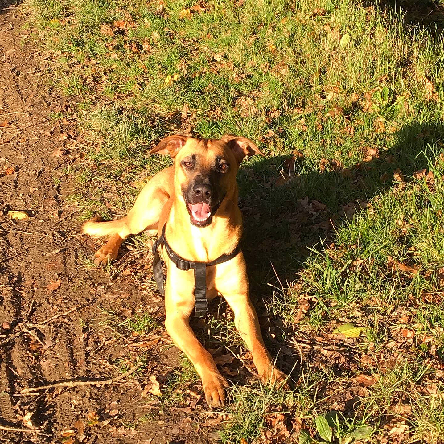 Pogo participe au concours pour gagner de l'argent avec cette photo : adventure, black_mouth_cur, canidae, carnivore, dog, dog_breed, fawn, feist, mammal, mountain_cur, plant, potcake_dog, sporting_group