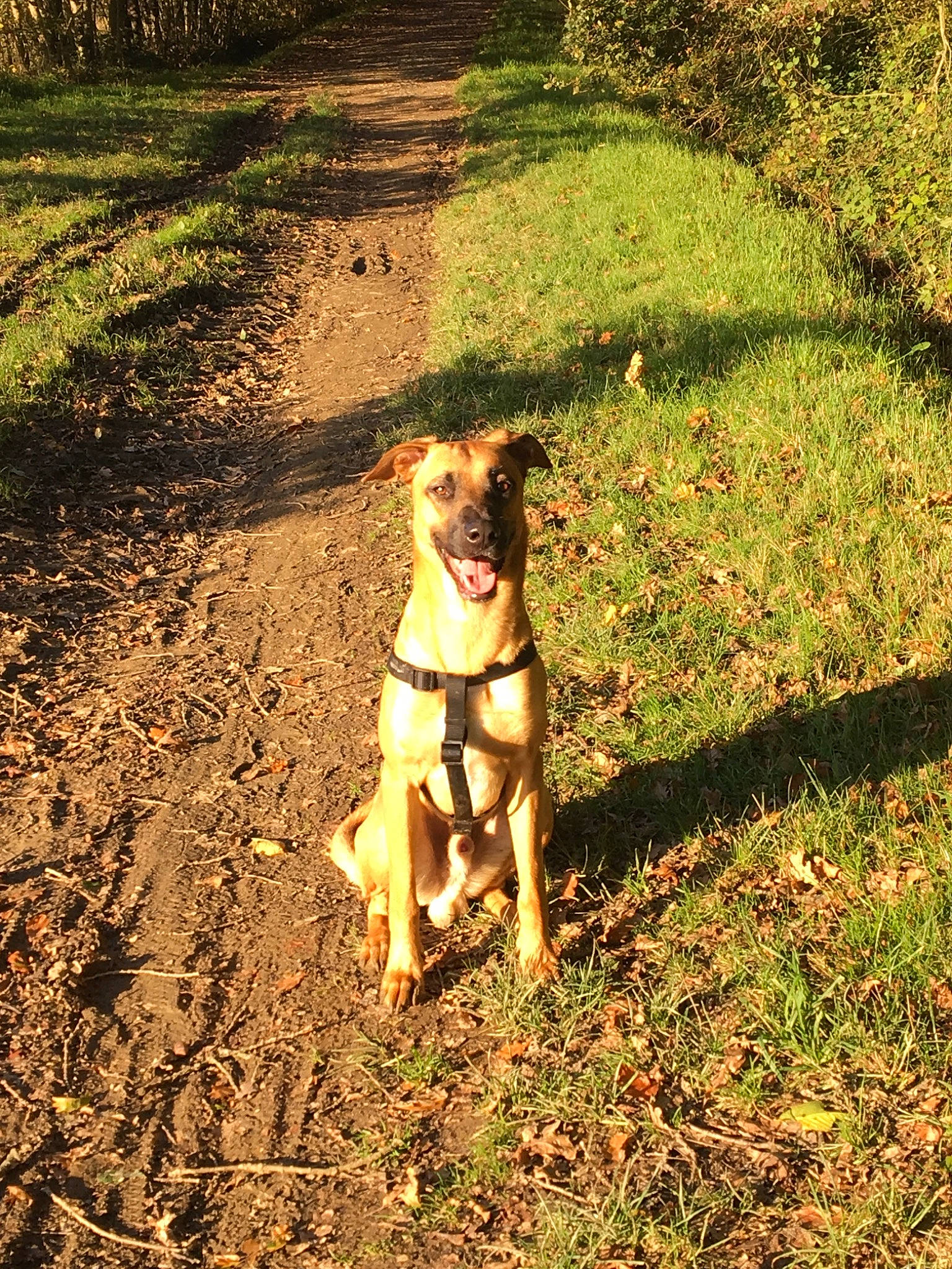 Pogo participe au concours pour gagner de l'argent avec cette photo : adventure, canidae, carnivore, carolina_dog, cretan_hound, dog, dog_breed, dog_walking, fawn, feist, grass, hunting_dog, mammal, sporting_group, sunlight, trail, walking