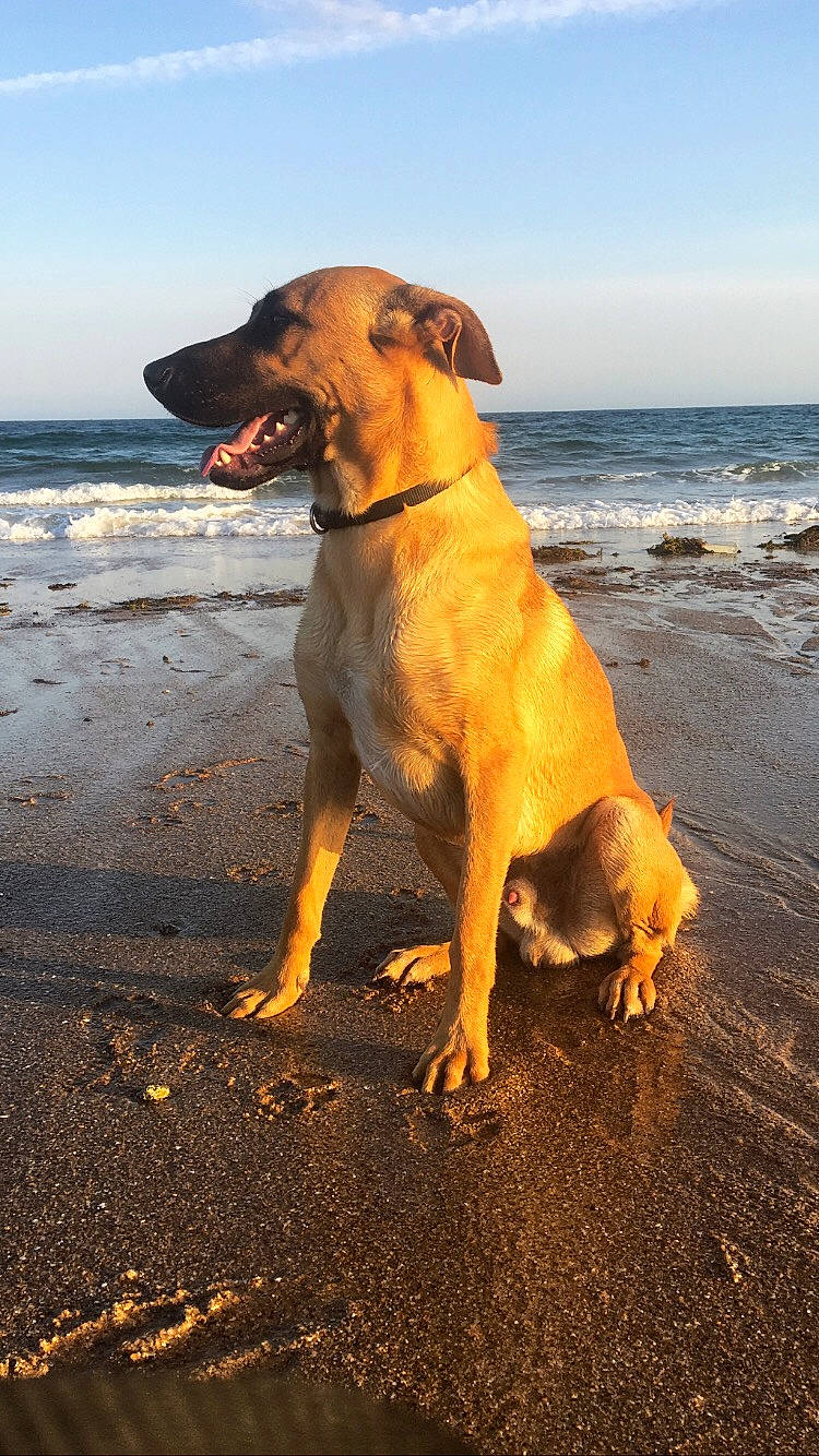 Pogo participe au concours pour gagner de l'argent avec cette photo : africanis, broholmer, canidae, carnivore, dog, dog_breed, fawn, guard_dog, hound, hunting_dog, mammal, potcake_dog, rhodesian_ridgeback, sporting_group, vertebrate, working_dog