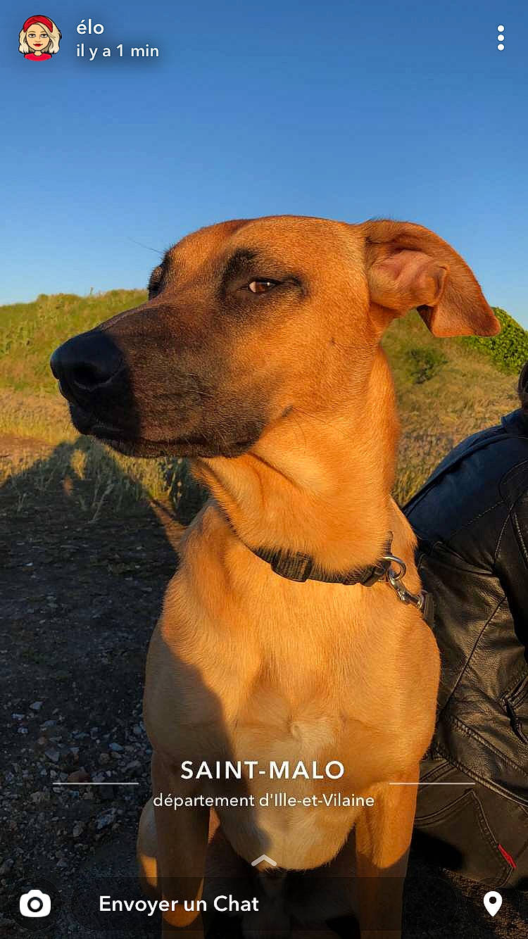 Pogo a rejoint le concours — aidez-le/la à gagner de superbes lots ! africanis, black_mouth_cur, broholmer, canidae, carnivore, dog, dog_breed, fawn, hound, mammal, molosser, mountain_cur, potcake_dog, rare_breed_dog, rhodesian_ridgeback, snout, sporting_group, tosa, vertebrate