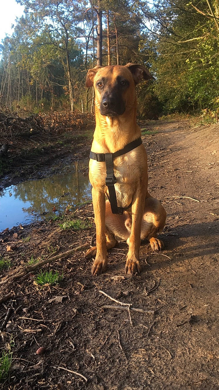 Pogo a rejoint le concours — aidez-le/la à gagner de superbes lots ! alano_espanol, black_mouth_cur, canidae, carnivore, dog, dog_breed, fawn, german_shepherd_dog, mountain_cur, sporting_group, working_dog