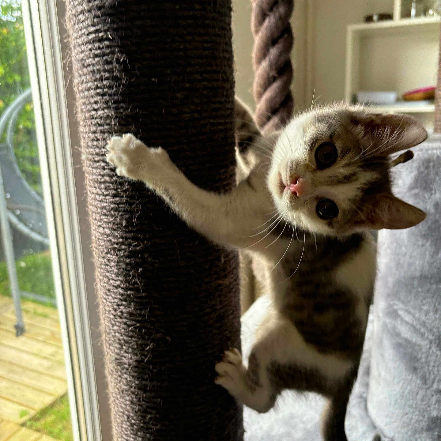 Simba participe au concours pour gagner de l'argent avec cette photo : abyssinian, animal, architecture, building, cat, chair, curtain, deck, furniture, hardwood, homedecor, house, housing, kitten, manx, pet, porch, siamese, window, wood