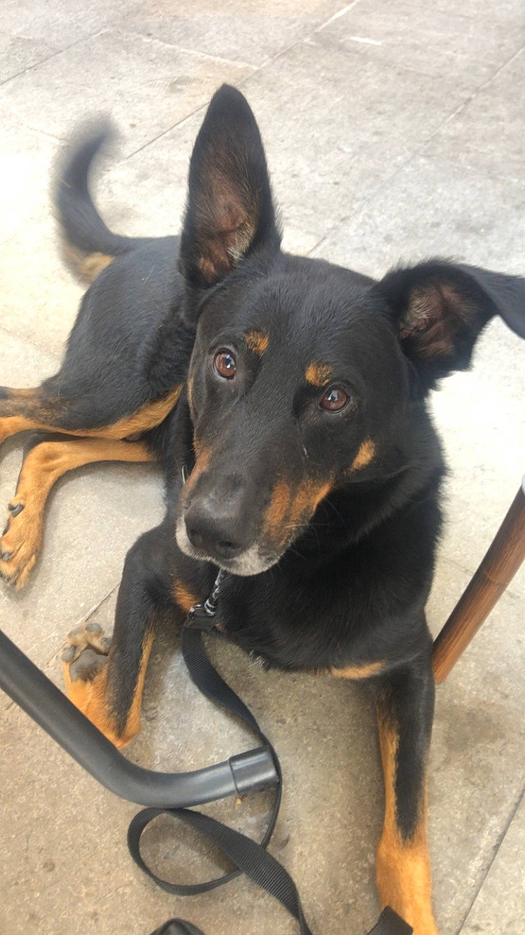 Laiko participe au concours pour gagner de l'argent avec cette photo : canidae, carnivore, collar, companion_dog, dobermann, dog, dog_breed, dog_collar, ear, fawn, guard_dog, mammal, pet_supply, pinscher, snout, sporting_group, toy_dog, vertebrate, working_animal, working_dog