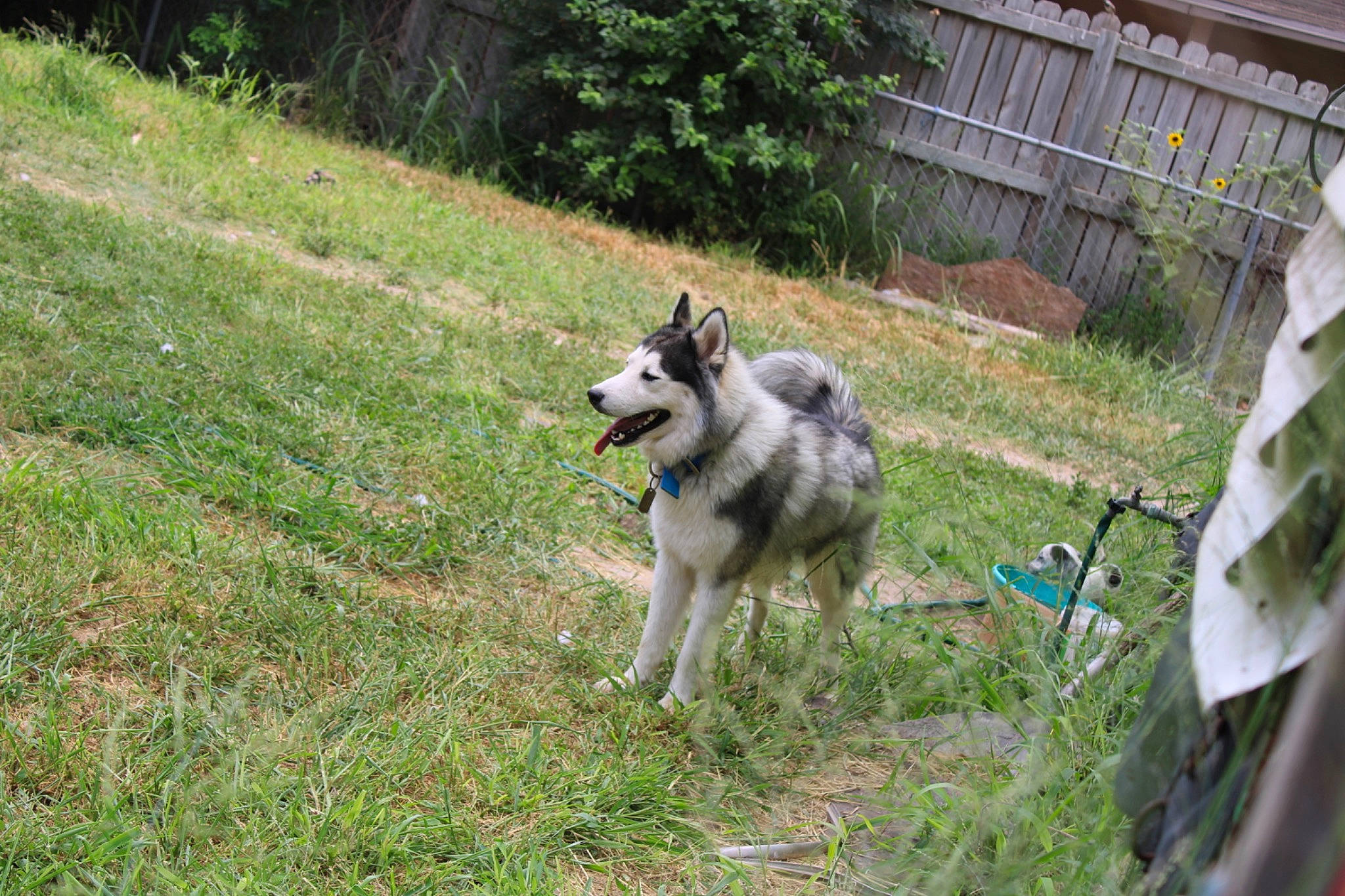 Buster is registered to the contest to win money with this photo: canidae, carnivore, dog, dog_breed, dog_supply, fence, grass, leash, non_sporting_group, pet_supply, plant, recreation, siberian_husky, sled_dog, sporting_group, tail, tree, working_animal, working_dog