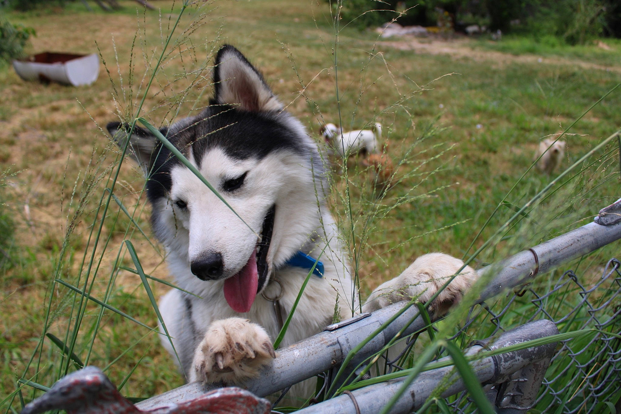 Buster joined the competition — help win amazing prizes! carnivore, collar, companion_dog, dog, dog_breed, fawn, grass, grassland, leash, non_sporting_group, plant, siberian_husky, sled_dog, snout, sporting_group, tail, terrestrial_animal, wildlife, working_animal, working_dog