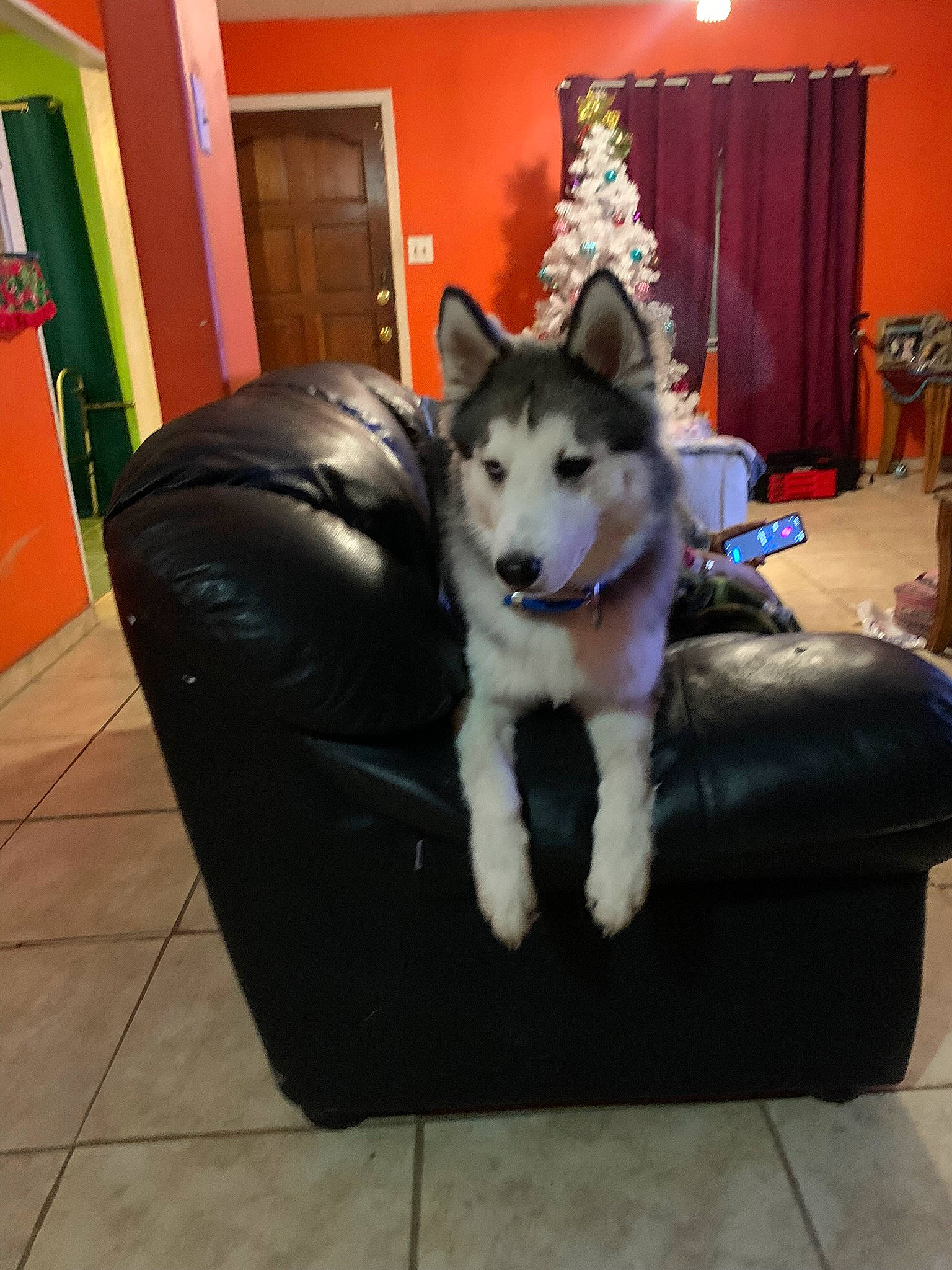 Buster is registered to the contest to win money with this photo: canidae, canis, carnivore, companion_dog, couch, curtain, dog, dog_breed, door, floor, flooring, fur, mammal, picture_frame, siberian_husky, sitting, sled_dog, sporting_group, vertebrate, wolf
