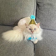 Betty is registered to the contest to win money with this photo: cat, fluffy, white_cat, party_hat, blue_bow_tie, couch, gray_couch, indoor, pet, celebration, feline, domestic_animal, relaxed, sitting, cute, funny_hat, portrait, animal, cozy, furry