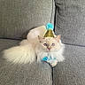 cat, fluffy, white_cat, party_hat, blue_bow_tie, couch, gray_couch, indoor, pet, celebration, feline, domestic_animal, relaxed, sitting, cute, funny_hat, portrait, animal, cozy, furry