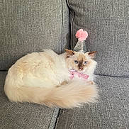 Dorothea joined the competition — help win amazing prizes! cat, fluffy, blue_eyes, party_hat, pink_pom_pom, pink_bow_tie, gray_couch, textured_fabric, pet, indoor, relaxed, feline, animal, cute, domestic_cat, sitting, close_up, soft_fur, resting, portrait