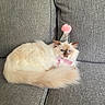 cat, fluffy, blue_eyes, party_hat, pink_pom_pom, pink_bow_tie, gray_couch, textured_fabric, pet, indoor, relaxed, feline, animal, cute, domestic_cat, sitting, close_up, soft_fur, resting, portrait