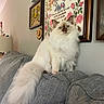 Dorothea is registered to the contest to win money with this photo: cat, fluffy, blue_eyes, couch, gray, indoor, decor, cross_stitch, art, wall, vintage, portrait, pet, feline, sitting, tail, cozy, home, animal, cute