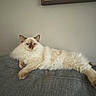 Dorothea joined the competition — help win amazing prizes! cat, fluffy, cream_colored, pointed, lounging, couch, gray_couch, indoor, pet, feline, relaxed, long_hair, animal, domestic_cat, resting, looking_at_camera, calm, wall, furniture, living_room